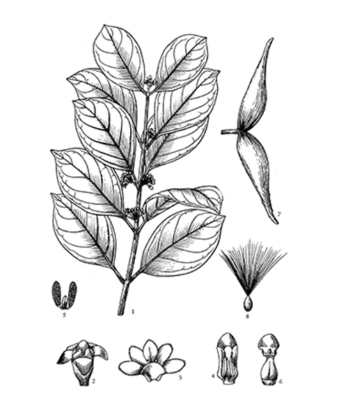 Natural compounds from  Gymnema sylvestre